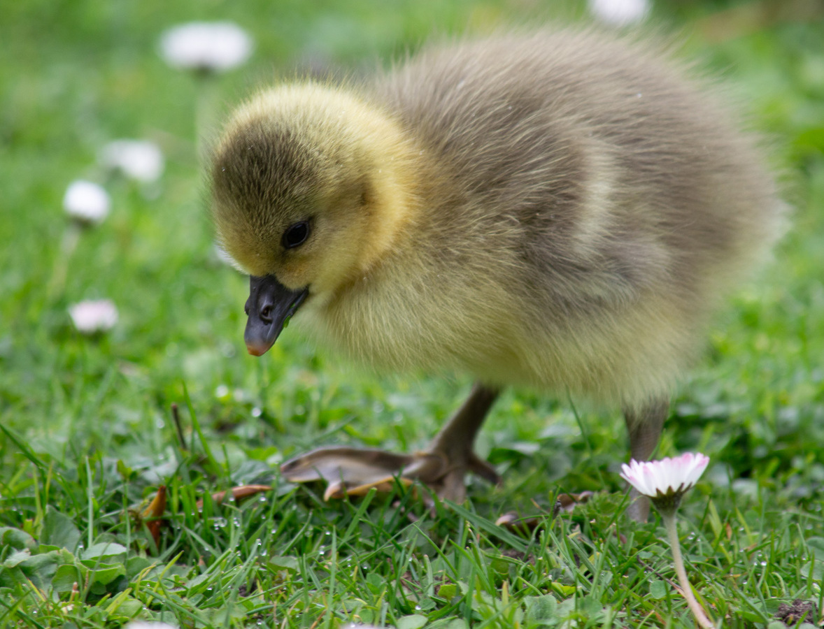 Canada Goose